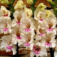 Gladioly Millenium - 5 ks v balení