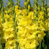 Gladioly Bra Val - 5 ks v balení