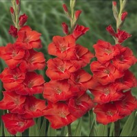 Gladioly Puccini - 5 ks v balení