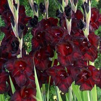 Gladioly Black Star - 5 ks v balení