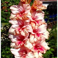 Gladioly Radyne - 5 ks v balení