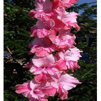 Gladioly Rosey Pippin - 5 ks v balení