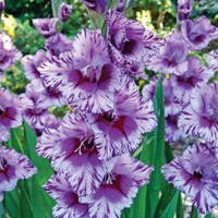 Gladioly Vista - 5 ks v balení