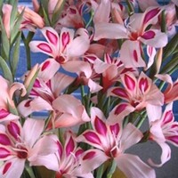 Gladioly Nanus Impressive - 5 ks v balení