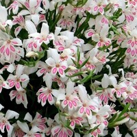 Gladioly Nanus Prince Claus - 5 ks v balení