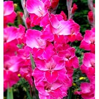 Gladioly La Jolla - 5 ks v balení