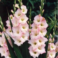 Gladioly Ludva - 5 ks v balení