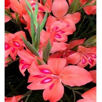 Gladioly Nanus Amanda Mahy - 5 ks v balení