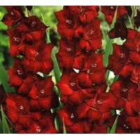 Gladioly Tavira - 5 ks v balení