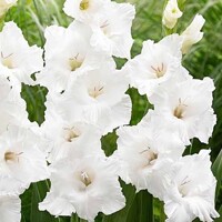 Gladioly Flevo Ice - 5 ks v balení