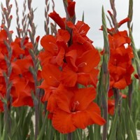 Gladioly Dador De Pan - 5 ks v balení