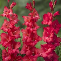 Gladioly Toscane - 5 ks v balení