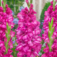 Gladioly Sweet Love - 5 ks v balení