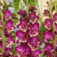 Gladioly Club Color - 5 ks v balení