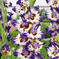 Gladioly Club Cirkus - 5 ks v balení