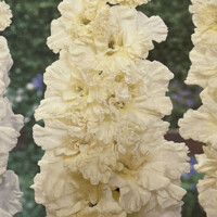 Gladioly Sweet Crystal - 5 ks v balení