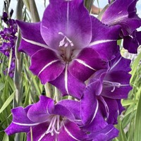 Gladioly Hallowy - 5 ks v balení