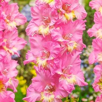 Gladioly Happy Disco - 5 ks v balení