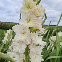 Gladioly Ivory Perfection - 5 ks v baôení