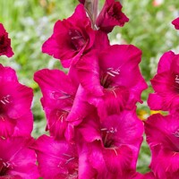 Gladioly Mystic Magenta - 5 ks v balení