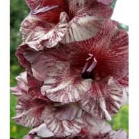 Gladioly Daneb Exotic - 2 ks v balení