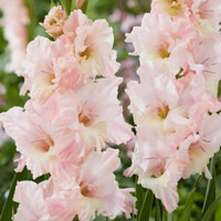 Gladioly Pink Lightning - 3 ks v balení