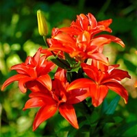 Lalia plná Atlantis Slipstream