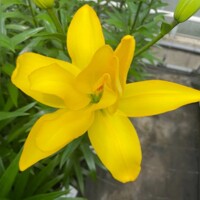 Lalia plná Avalon Cockpit