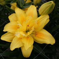 Lalia plná Luna Crosscourt