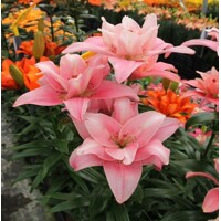 Lalia plná Blossom Finishline