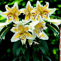 Lalia Auratum Gold Band