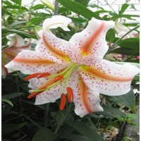 Lalia Auratum Wedding March