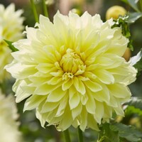 Dahlia Kelvin Floodlight