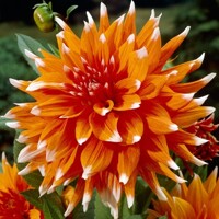Dahlia Colour Spectacle