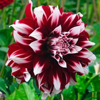 Dahlia Duet