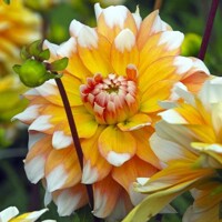 Dahlia Seattle