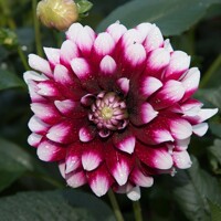 Dahlia Mystery Day