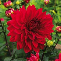 Dahlia Garden Wonder