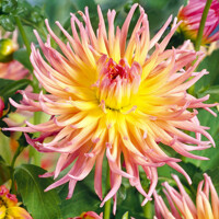 Dahlia Apricot Star