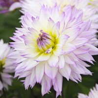 Dahlia Craty Love