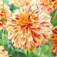 Dahlia Painted Madam