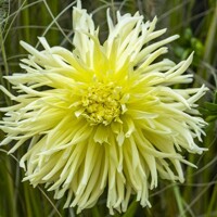 Dahlia Yellow Star