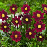 Dahlia Topmix Purple