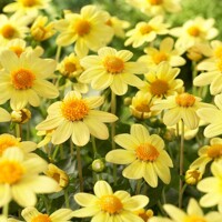 Dahlia Topmix Yellow