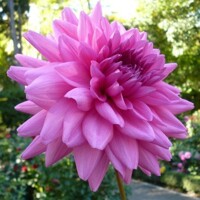 Dahlia Rosella