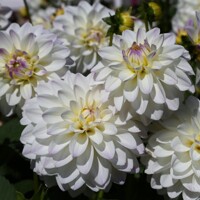 Dahlia Wittem