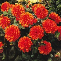 Dahlia Orange Nugget