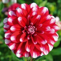 Dahlia Jamaica