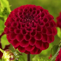 Dahlia Viking