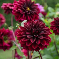 Dahlia Sam Hopkins